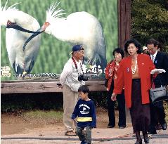 Soga observes crested ibises on Sadogashima Island